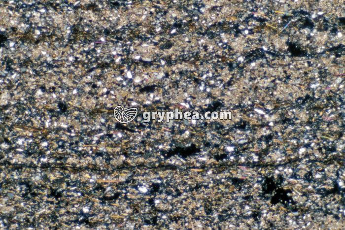 Pélite LPA x10 - gryphea.com